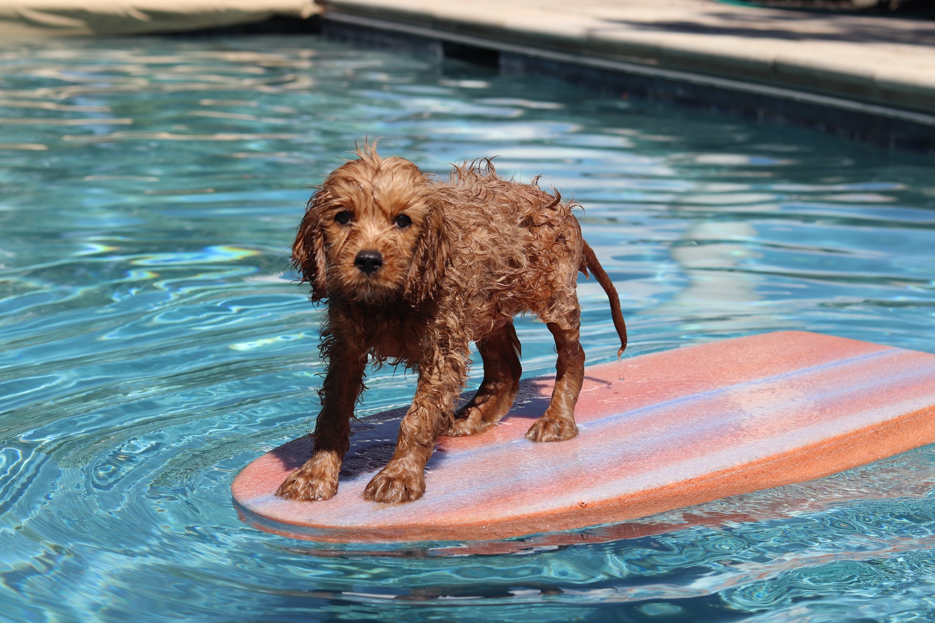 Dog Surfing Instructor